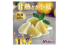 ＜先行予約＞甘熟とさ小夏 約5kg S～Lサイズ 特選品 贈答用 果物 柑橘 フルーツ こなつ 小夏 すくも小夏 宿毛小夏 みかん 高知県 土佐市 お取り寄せ 産地直送 おいしい 美味しい ギフト