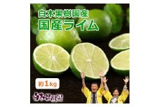国産ライム タヒチライム 約1kg 1キロ 果物 くだもの フルーツ らいむ 柑橘 フレッシュ 新鮮 果汁 料理 お酒 カクテル 香り付け 産地直送 ノーワックス・防腐剤不使用 お取り寄せ