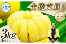 【果樹園直送】土佐文旦 特選品贈答用 約3kg 3L～4Lサイズ 5個入り 大玉 ぶんたん ブンタン フルーツ 柑橘 みかん 果物 くだもの 柑橘類 デザート おやつ 贈り物 プレゼント 白木果樹園