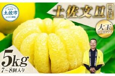 【果樹園直送】土佐文旦 特選品贈答用 約5kg 3L～4Lサイズ 7～8個入り 大玉 ぶんたん ブンタン フルーツ 柑橘 みかん 果物 くだもの 柑橘類 デザート おやつ 贈り物 プレゼント 白木果樹園
