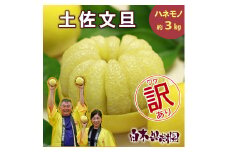 【果樹園直送】土佐文旦 訳ありご家庭用 約3kg L～4Lサイズ 約5～7個入り B級品 ぶんたん ブンタン フルーツ 柑橘 みかん 果物 くだもの 柑橘類 デザート おやつ 訳アリ ご自宅用 白木果樹園