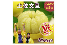 【果樹園直送】土佐文旦 訳ありご家庭用 約5kg L～4Lサイズ 約7～13個入り B級品 ぶんたん ブンタン フルーツ 柑橘 みかん 果物 くだもの 柑橘類 デザート おやつ 訳アリ ご自宅用 白木果樹園
