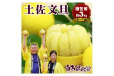 【果樹園直送】土佐文旦 特選品贈答用 約3kg L～2Lサイズ 6～7個入り ぶんたん ブンタン フルーツ 柑橘 みかん 果物 くだもの 柑橘類 デザート おやつ 贈り物 プレゼント 白木果樹園