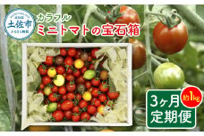 カラフルミニトマトの宝石箱 約1キロ 定期便3ヶ月 約1kg トマト とまと 詰め合わせ セット 15品種以上 野菜 料理 サラダ マリネ パスタ 浅漬け おやつ 弁当 甘味 酸味 新鮮 おいしい