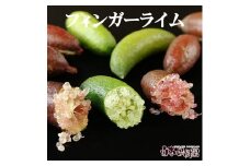 【先行予約】＜白木果樹園産＞  フィンガーライム 約100g 100グラム 当店おまかせ 果物 くだもの 果実 柑橘類 柑橘 フレッシュ 新鮮 お酒 果実酒 ジュース デザート 料理 お取り寄せ 国産