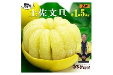 【果樹園直送】土佐文旦　4L　2個入り　1.5kg 大玉　特選品贈答用　果物　柑橘　フルーツ　ぶんたん　ブンタン　分担　高知県土佐市　お取り寄せ 産地直送　おいしい 美味しい　返礼品　白木果樹園