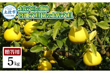 土佐文旦の創始 宮地文旦園の土佐文旦 贈答用2L 約5キロ 10~12個入り 5kg ぶんたん ブンタン フルーツ 柑橘 みかん 果物 くだもの 柑橘類 デザート プレゼント ギフト 贈り物