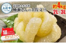 【先行予約】楠瀬さん土佐文旦 約4kg 2L~3Lサイズ 猫ムッキーちゃん入り 7玉前後 ぶんたん ブンタン フルーツ 柑橘 みかん 果物 くだもの 柑橘類 デザート 贈答用 プレゼント ギフト 家庭用 国産