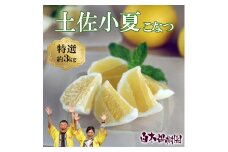 ＜果樹園直送＞土佐小夏 特選品贈答用 約3kg 3キロ こなつ 小夏 日向夏 ニューサマーオレンジ 柑橘 かんきつ 柑橘類 フルーツ 果物 くだもの 果実 デザート おやつ プレゼント ギフト 贈り物 常温配送