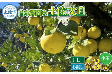 白木農園の土佐文旦 お試し用 小玉 Lサイズ 約3キロ 3kg ぶんたん ブンタン フルーツ 柑橘 みかん 果物 くだもの 柑橘類 デザート ご自宅用 ご家庭用 自分用 おいしい お取り寄せ 国産