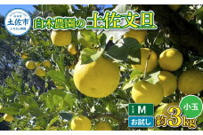 白木農園の土佐文旦 お試し用 小玉 Mサイズ 約3キロ 3kg ぶんたん ブンタン フルーツ 柑橘 みかん 果物 くだもの 柑橘類 デザート ご自宅用 ご家庭用 自分用 おいしい お取り寄せ 国産
