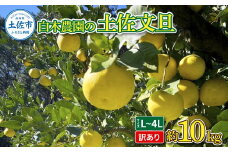 白木農園の土佐文旦 訳あり L~4L 約10キロ 10kg ぶんたん ブンタン フルーツ 柑橘 みかん 果物 くだもの 柑橘類 デザート わけあり ご自宅用 ご家庭用 自分用 お取り寄せ 国産