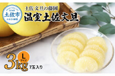 温室土佐文旦 3kg 7玉入り Lサイズ ぶんたん ブンタン 3キロ 小玉 フルーツ 柑橘 みかん 果物 くだもの 柑橘類 文旦 デザート お取り寄せ おいしい 土佐文旦の藤岡 食品 国産