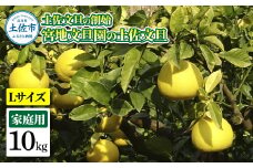 土佐文旦の創始 宮地文旦園の土佐文旦 家庭用小玉(L) 約10キロ ぶんたん ブンタン 23~26個入 10kg フルーツ 柑橘 みかん 果物 くだもの 柑橘類 デザート ご家庭用 お取り寄せ 国産