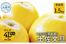 【先行予約】マルツジ果樹園の土佐文旦 家庭用(特大) 約1.5kg 1.5キロ 4Lサイズ 2個入り ぶんたん ブンタン フルーツ 柑橘 みかん 果物 くだもの 柑橘類 デザート ご自宅用 ご家庭用 お取り寄せ 国産