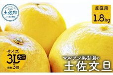 【先行予約】マルツジ果樹園の土佐文旦 家庭用(大玉) 約1.8kg 1.8キロ 3Lサイズ 3個入り ぶんたん ブンタン フルーツ 柑橘 みかん 果物 くだもの 柑橘類 デザート ご自宅用 ご家庭用 お取り寄せ 国産