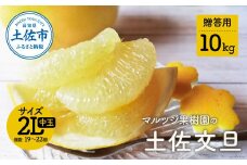 【先行予約】マルツジ果樹園の土佐文旦 贈答用(中玉) 約10kg 10キロ 2Lサイズ 19~22個入り ぶんたん ブンタン フルーツ 柑橘 みかん 果物 くだもの 柑橘類 デザート お取り寄せ 国産