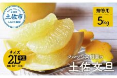 【先行予約】マルツジ果樹園の土佐文旦 贈答用(中玉) 約5kg 5キロ 2Lサイズ 10~11個入り ぶんたん ブンタン フルーツ 柑橘 みかん 果物 くだもの 柑橘類 デザート お取り寄せ 国産