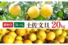 土佐文旦 文旦 訳あり 大玉入り 20kg 20キロ 3L～L ぶんたん ブンタン フルーツ 柑橘 みかん 果物 くだもの 柑橘類 デザート 家庭用 ご自宅用 お取り寄せ 国産