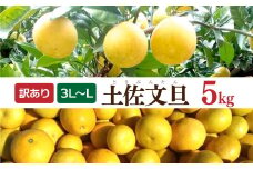 土佐文旦 文旦 訳あり 大玉入り 5kg 5キロ 3L～L ぶんたん ブンタン フルーツ 柑橘 みかん 果物 くだもの 柑橘類 デザート 家庭用 ご自宅用 お取り寄せ 国産