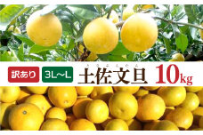 土佐文旦 文旦 訳あり 大玉入り 10kg 10キロ 3L～L ぶんたん ブンタン フルーツ 柑橘 みかん 果物 くだもの 柑橘類 デザート 家庭用 ご自宅用 お取り寄せ 国産