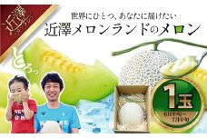 先行予約 メロン １玉入（約1.4kg～1.8kg）青肉 2026年夏発送 期間限定 メロン めろん マスクメロン 舐瓜 果物 くだもの フルーツ デザート 旬 ハウス栽培 常温配送