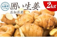 囲生姜 2kg 2キロ しょうが ショウガ 新鮮野菜 野菜 お取り寄せ 美味しい 料理 生姜焼き 薬味 調味料 新鮮 国産 日本産 ジンジャー 常温 配送