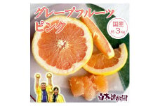 【果樹園直送】先行予約　国産グレープフルーツ　ピンク　約3kg　果物　柑橘　フルーツ　みかん　高知県土佐市　お取り寄せ 産地直送　白木果樹園