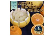 土佐文旦と温室不知火(シラヌイ)の詰め合わせ 約3kg セット 詰め合わせ ぶんたん ブンタン 果物 フルーツ 柑橘 しらぬい みかん ミカン 故郷納税 ふるさとのうぜい 返礼品 高知県 高知