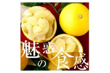 ☆至高の柑橘　高知産 土佐文旦☆ L 11玉入【家庭用】