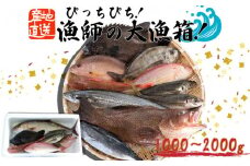 魚 鮮魚 ボックス 1kg～2kg 旬 鮮度 抜群 おまかせ 詰め合わせ 海鮮 魚介 新鮮 高知県 須崎市 MT004