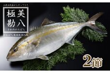 カンパチ 勘八 2節 セット | 極美勘八 人気 高級 魚 産地直送 新鮮 かんぱち しゃぶしゃぶ 鍋 照り焼き 刺し身 刺身 さしみ 生 冷蔵 高知県 須崎市