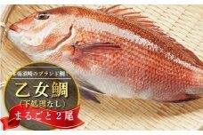 鯛 まるごと 2尾 （ 2.0kg～2.5kg ) 産地直送 高知県 乙女鯛 小島水産 ブランド鯛 新鮮 魚 鮮魚 ブランド 尾頭付き 刺身 お刺身 鯛めし 鯛鍋 鯛しゃぶ パエリア 高知県 須崎市 お祝い 贈答 ギフト 年賀 お中元 お歳暮 お食い初め 父の日 母の日 敬老の日 魚 鮮魚 海鮮 ブランド 乙女鯛 2匹 刺身 鯛めし たい 鯛 新鮮 高知県 須崎市 KS013_x