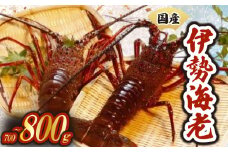 厳選 伊勢海老 1~3匹 約700~800g 天然 新鮮 海鮮 魚介類 刺身 刺し身 国産 漁師厳選 伊勢エビ いせえび 海老 エビ 生きたまま発送 刺身 焼き物 お味噌汁 鍋 ボイル エビフライ アレンジ可 産地直送 新鮮 絶品 海鮮 常温 ギフト 贈答 高知県 須崎市 MT006