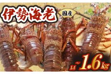 厳選 伊勢海老 2～6匹 約1.4～1.6kg 天然 新鮮 海鮮 魚介類 刺身 刺し身 国産 漁師厳選 伊勢エビ いせえび 海老 エビ 生きたまま発送 刺身 焼き物 お味噌汁 鍋 ボイル エビフライ アレンジ可 産地直送 新鮮 絶品 海鮮 常温 ギフト 贈答 高知県 須崎市 MT007
