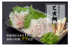 本場須崎のブランド鯛「乙女鯛フィーレセット」 冷蔵  ( タイ 鯛 1.3kg～1.5kg 魚 鮮魚 ブランド 乙女鯛 半身 刺身 お刺し身 鯛めし 2枚 頭 骨 付き 新鮮 高級魚 魚介 産地直送 お取り寄せ 贈答 贈り物 ギフト 高知県 須崎市 ) KS004