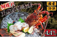 朝穫れ 天然 伊勢海老 4.4kg 以上 伊勢海老 伊勢エビ 伊勢 海老 エビ イセエビ 生きたまま発送 刺身 焼き物 お味噌汁 鍋 ボイル エビフライ アレンジ可 産地直送 職人厳選 新鮮 海鮮 ギフト 贈答 高知県 須崎市 IKY011