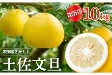 【2025年2月より発送】 高知県産 土佐文旦 贈答用 10kg 優品 時期 土佐 文旦 ぶんたん ブンタン 人気 旬 柑橘 フルーツ 果物 国産 ブランド ビタミン 生産者 産地 高知 須崎 