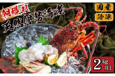 【2025年4月より順次配送】朝穫れ 天然 伊勢海老 2kg 以上 伊勢海老 伊勢エビ 伊勢 海老 エビ イセエビ 生きたまま発送 刺身 焼き物 お味噌汁 鍋 ボイル エビフライ アレンジ可 産地直送 職人厳選 新鮮 海鮮 ギフト 贈答 高知県 須崎市 IKY010