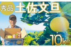 土佐文旦 10kg 良品  【2月中旬より順次配送】【南国の恵み、高知は須崎市から】 高知県産 柑橘 フルーツ 文旦 ぶんたん ブンタン 果物 みかん 蜜柑 柑橘 産地直送 期間限定 季節限定 高知県 須崎市 SN002