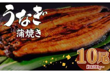 有頭 うなぎ 蒲焼 10尾 1.2kg以上（ 120g～140g × 10尾 ） | 鰻 ウナギ 蒲焼 蒲焼き 大人気 タレ スタミナ 夏バテ 小分け 真空包装 冷凍 台湾産 養殖 高知県 須崎市 ME0171