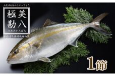 カンパチ 勘八 1節 セット | 極美勘八 人気 高級 魚 産地直送 かんぱち しゃぶしゃぶ 鍋 照り焼き 刺し身 刺身 さしみ 生 冷蔵 高知県 須崎市