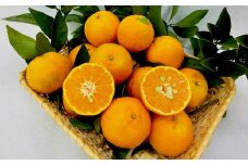 【早期予約】 訳あり ぽんかん 家庭用 10kg | サイズ 混合 みかん 蜜柑 柑橘 高知県 須崎市 ME022
