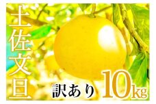 【早期予約開始】あわ地区 文旦 訳あり 家庭用 10kg 【2月中旬より順次配送】 高知県産 柑橘 フルーツ 文旦 ぶんたん ブンタン 果物 みかん 蜜柑 柑橘 産地直送 期間限定 季節限定 訳あり品 高知県 須崎市 AWA010_x