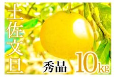 【早期予約受付開始】 あわ地区 文旦 秀品 10kg  【2月中旬より順次配送】 高知県産 柑橘 フルーツ 文旦 ぶんたん ブンタン 果物 みかん 蜜柑 柑橘 産地直送 期間限定 季節限定 高知県 須崎市 AWA011_x