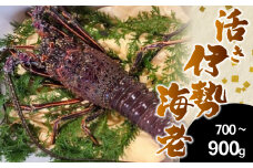 活き 伊勢海老 高知県産 700g～900g NS011 ( えび エビ いせえび 高級 鮮魚 イセエビ 海鮮 魚介 刺身 焼き物 汁物 ギフト 贈答 贈り物 祝い 歳暮 中元 高知 天然 海の幸 高知県 須崎市 ) 