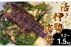 活き 伊勢海老 高知県産 1.2kg ～ 1.5kg NS012 ( えび エビ いせえび 高級 鮮魚 イセエビ 海鮮 魚介 刺身 焼き物 汁物 ギフト 贈答 贈り物 祝い 歳暮 中元 高知 天然 海の幸 高知県 須崎市 ) 
