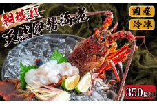 訳あり 朝獲れ 伊勢海老 350g ～ 450g 規格外 わけあり 急速 冷凍 産地直送 須崎 高知 海鮮 魚介類  お正月 お祝い イセエビ