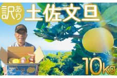 訳あり 土佐文旦 10kg  【2月中旬より順次配送】【南国の恵み、高知は須崎市から】 高知県産 柑橘 フルーツ 文旦 ぶんたん ブンタン 果物 みかん 蜜柑 柑橘 産地直送 期間限定 季節限定 訳あり品 高知県 須崎市 SN003-2x