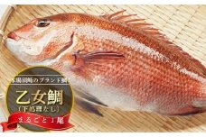 鯛 まるごと 1尾 900g ～ 1kg 産地直送 高知県 乙女鯛 小島水産 ブランド鯛 新鮮 魚 鮮魚 ブランド 尾頭付き 刺身 お刺身 鯛めし 鯛鍋 鯛しゃぶ パエリア 高知県 須崎市 お祝い 贈答 ギフト 年賀 お中元 お歳暮 お食い初め 父の日 母の日 敬老の日 KS019_x